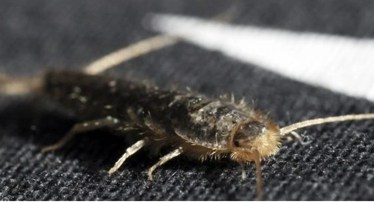 Silverfish