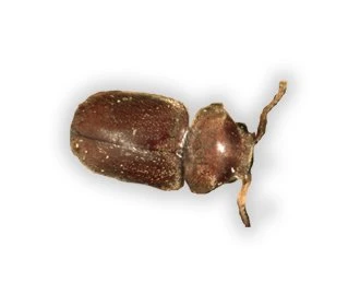 cigaretteBeetle