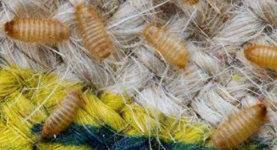 khapra-beetle
