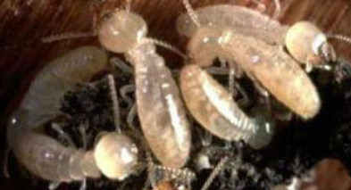 Termite Workers