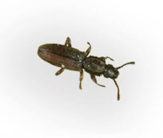 sawtoothed Beetle