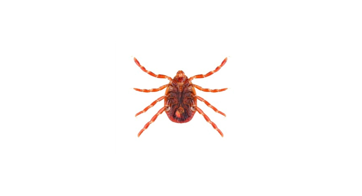 Ticks are most active in warm temperature
