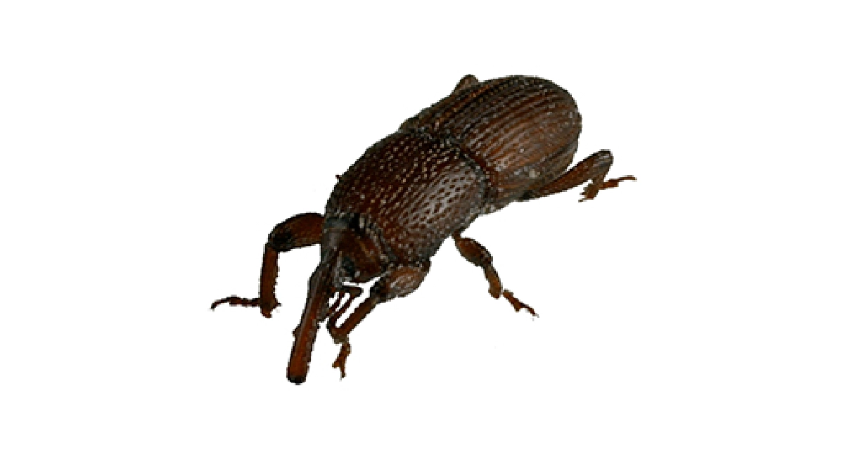 granary-weevil-sitophilus-granarius
