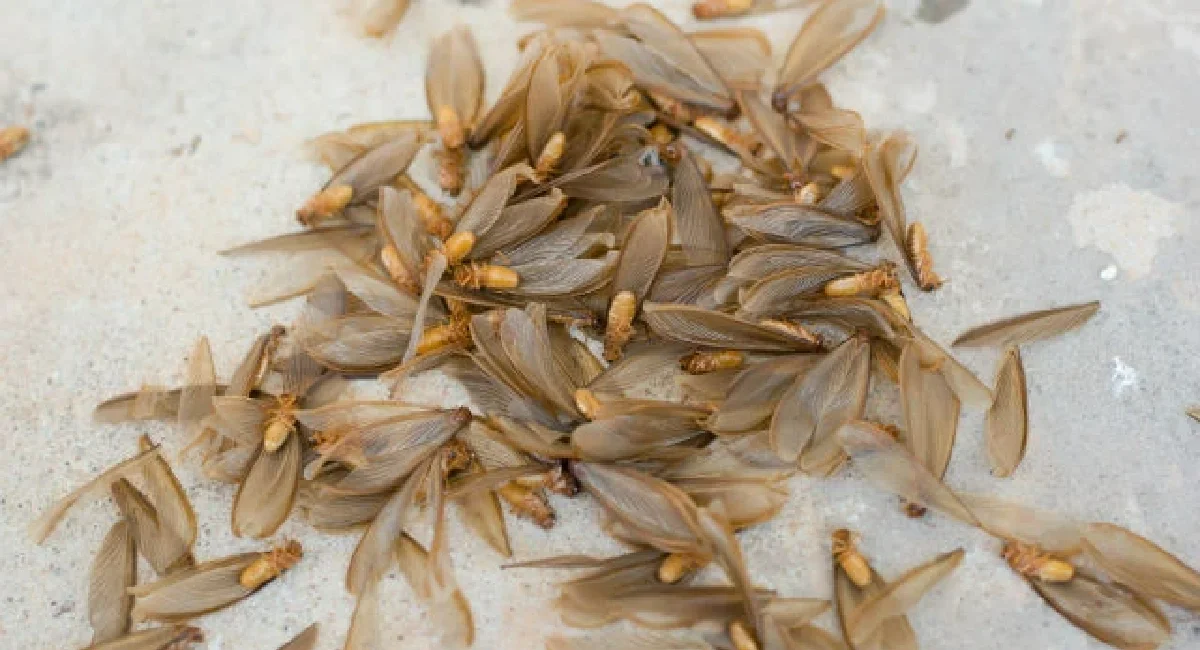 Termite Workers