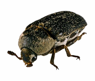 leather-beetle