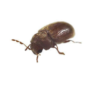 Biscuit Beetle