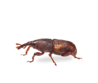 Rice-weevil