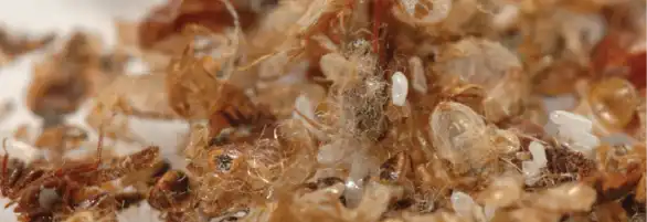 床蝨遺留的皮屑