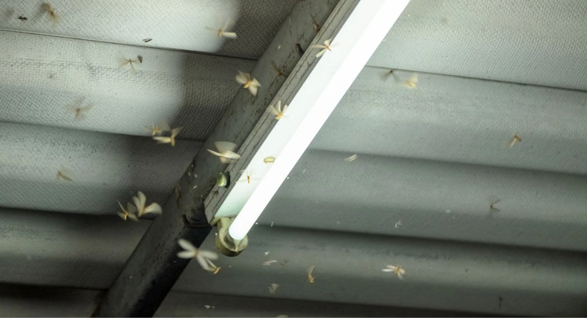termite
