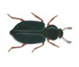 copra-beetle
