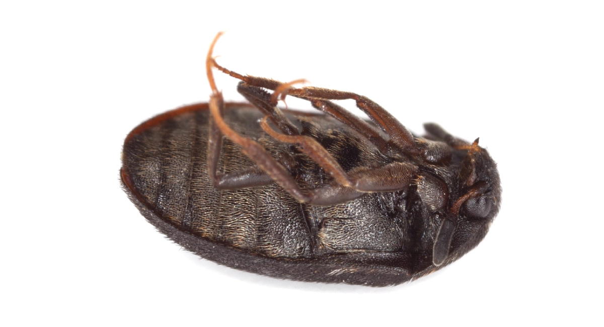 fur-beetle-species