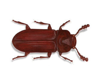 rust-red-flour-beetle