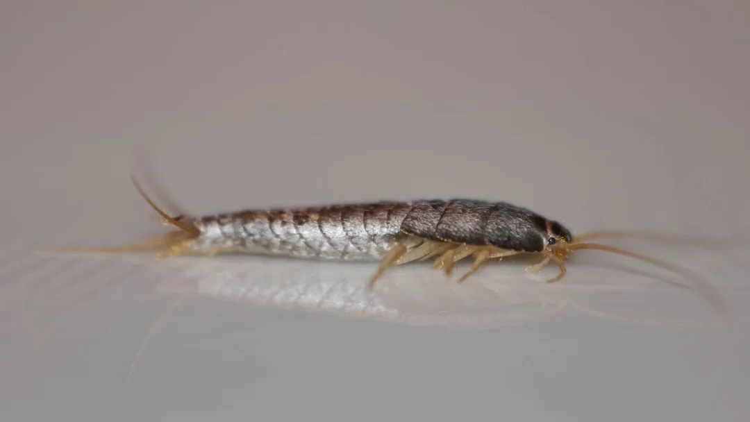 蠹蟲（蠹魚，衣魚）