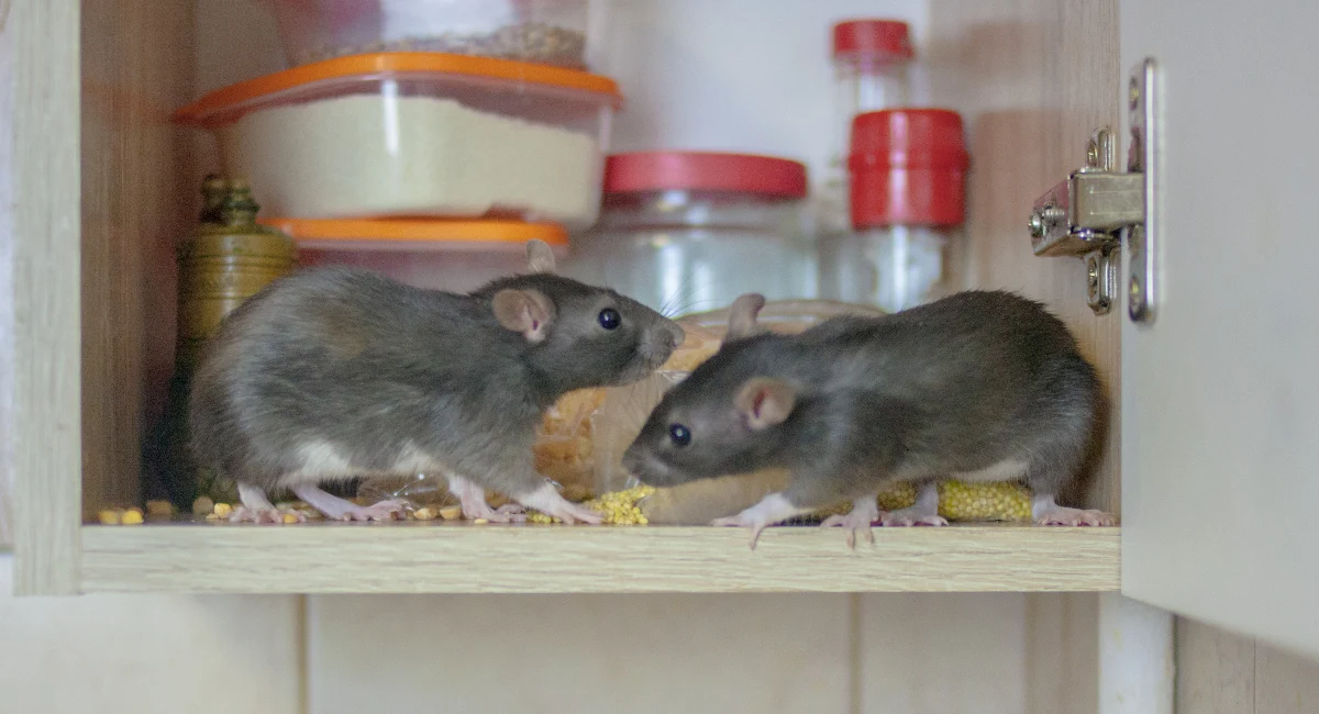 rat