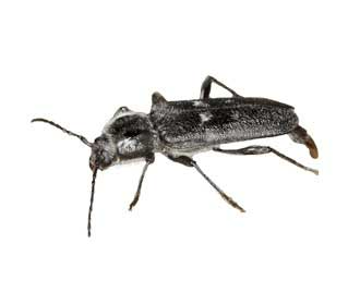 longhorn beetle hylotrupes bajulus