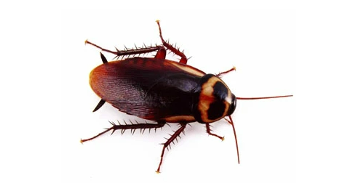 oriental-cockroach