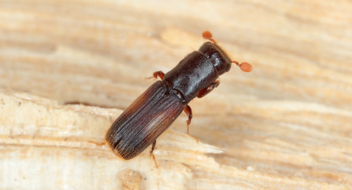 pinhole-borer
