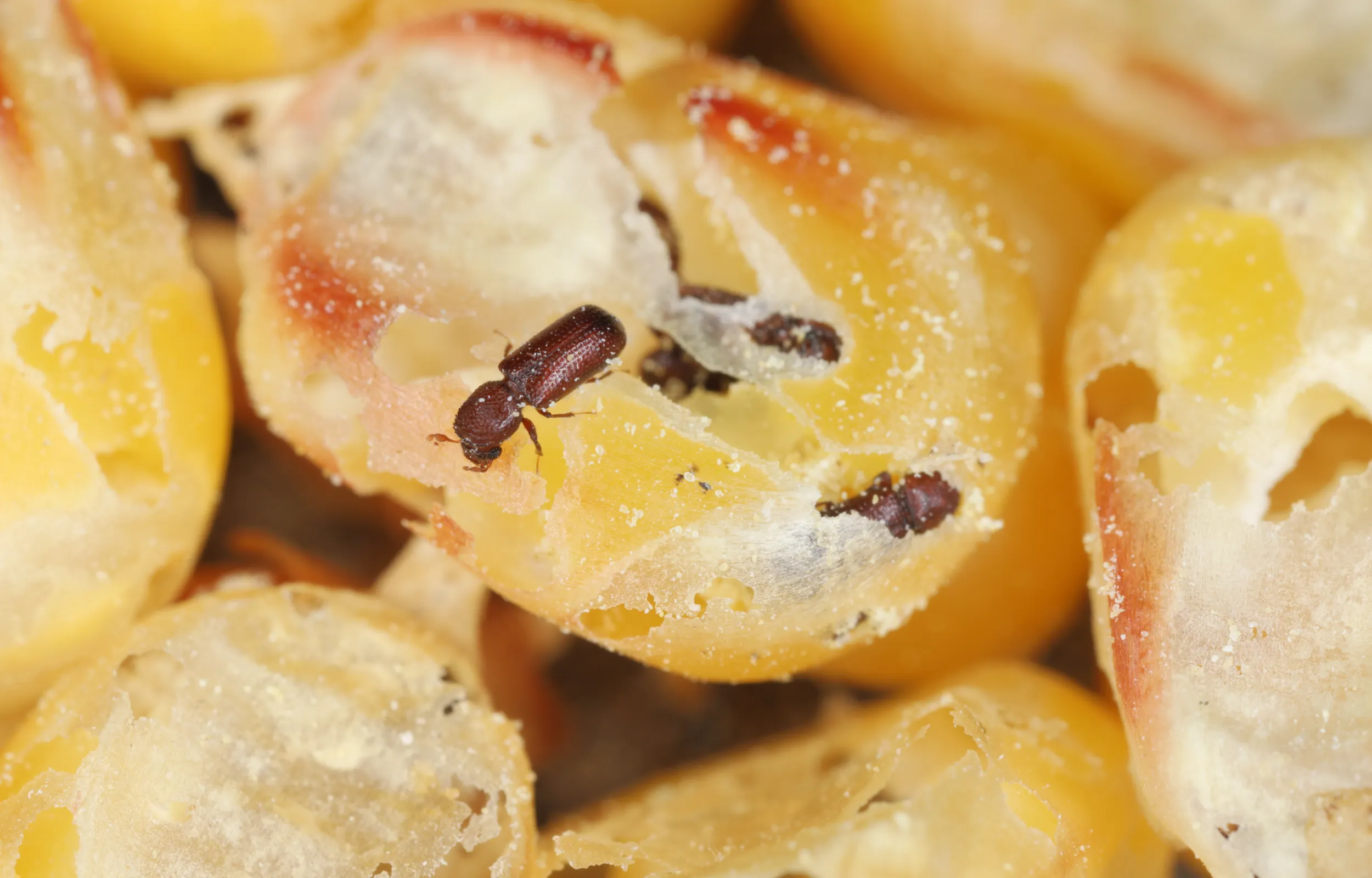 lesser-grain-beetle