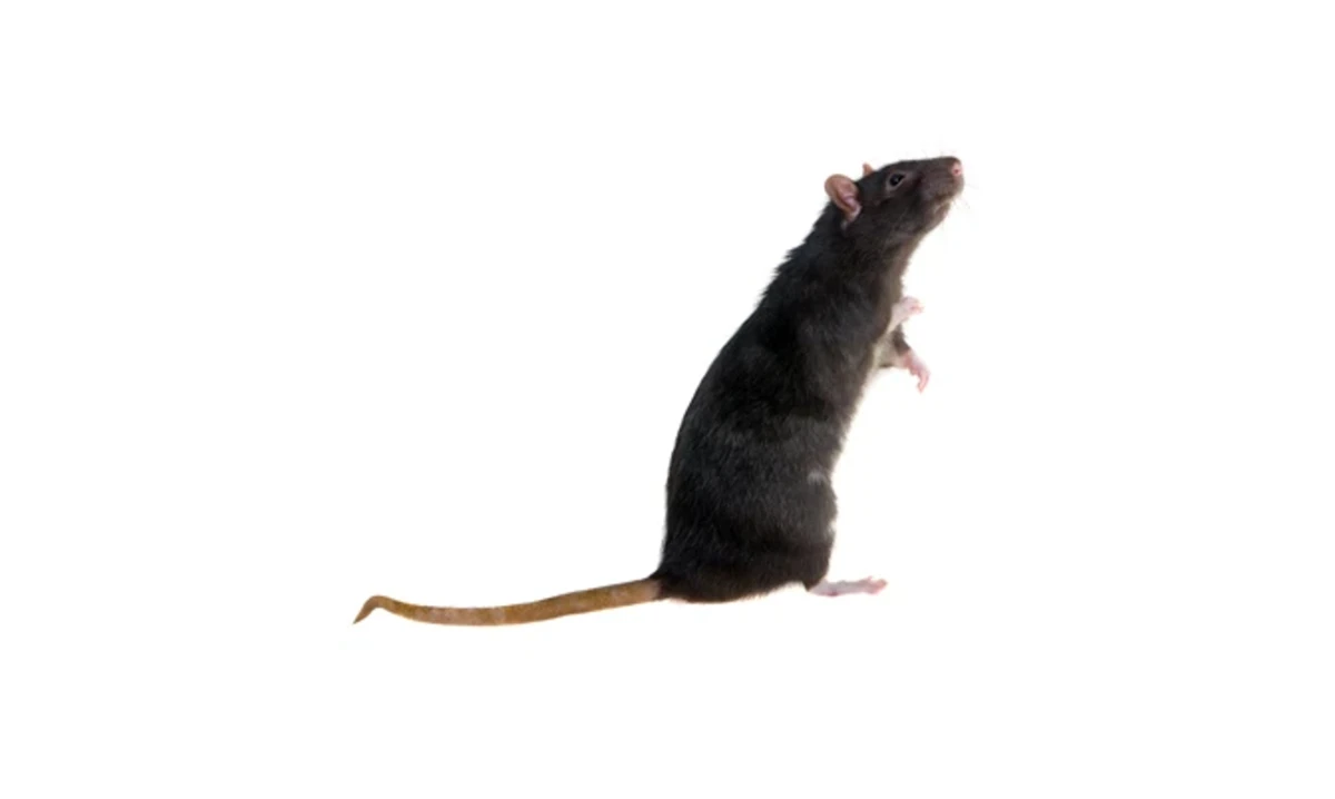 黃胸鼠
