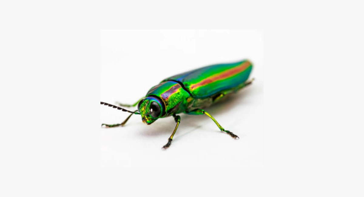Jewel beetle