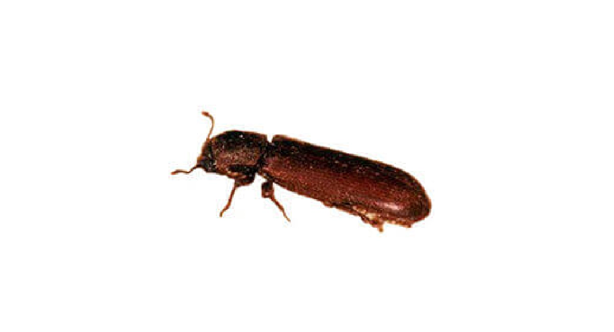 Lyctus brunneus