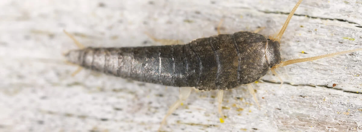 Ctenolepisma longicaudata