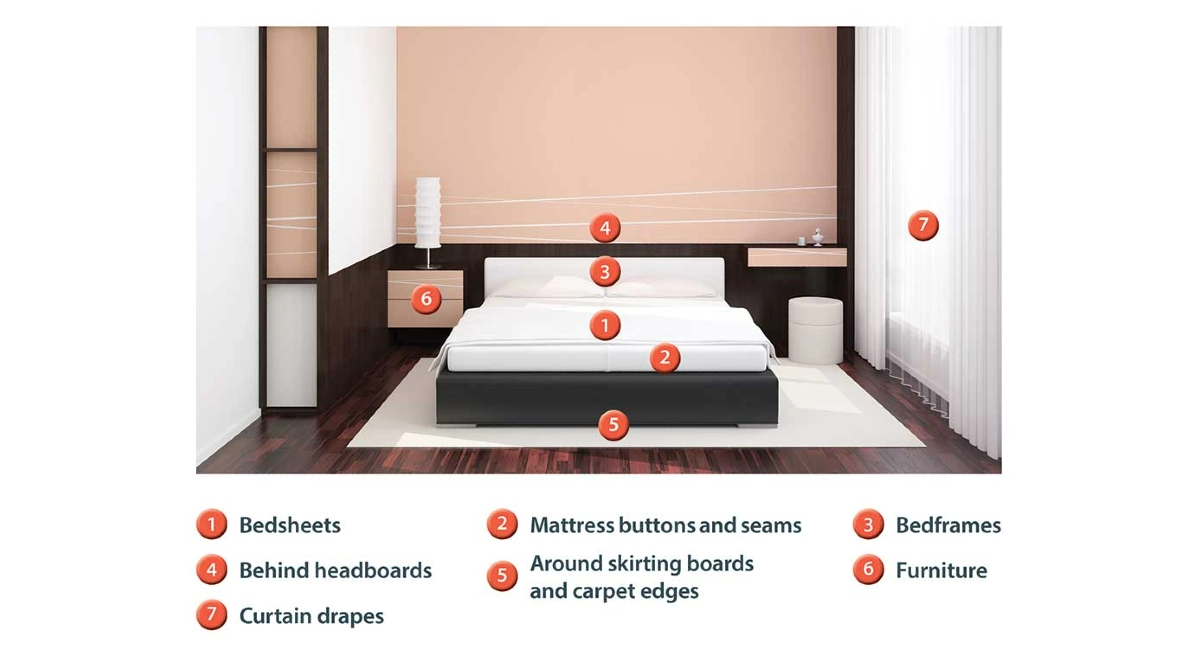 bed bug hot spots