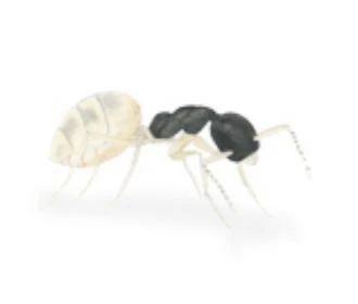 黑頭慌琉璃蟻