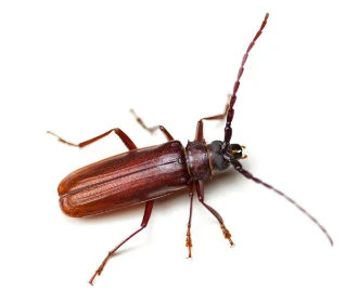 flat-grain-beetles
